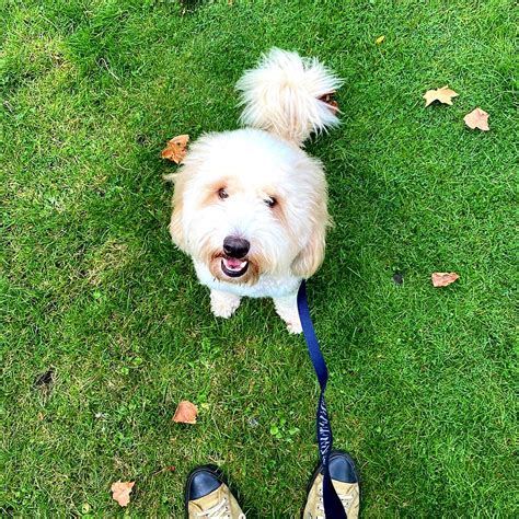 Goody Four Paws - Professional Dog Walking in North London